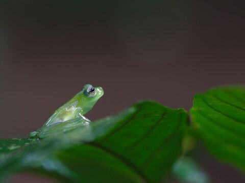  Spiny glass frog