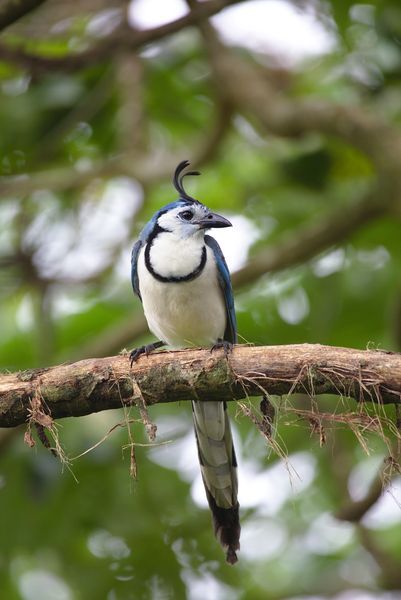  White throated Magpie Jay