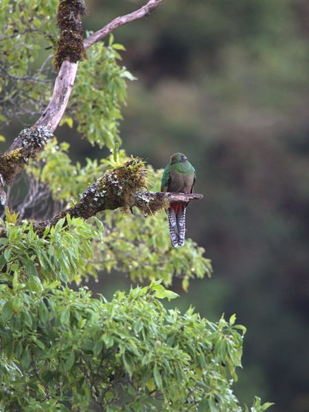  Quetzal resplandissant (femelle)