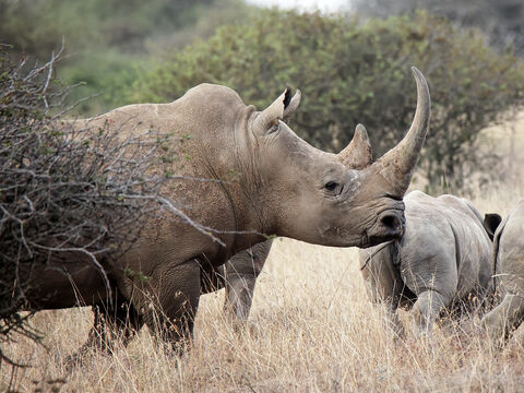 Nairobi National park Rhinocéros blanc