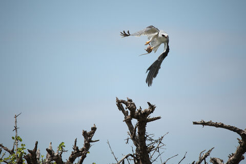 Samburu Black-winged Kite