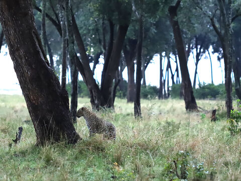 Masaï mara Romi