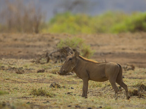 Samburu Warthog having crossed paths with a porcupine