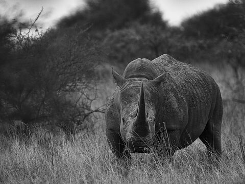 Nairobi National park Rhinocéros blanc