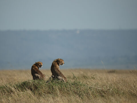 Masaï Mara Guépards en observation