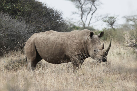 Nairobi National park White rhino