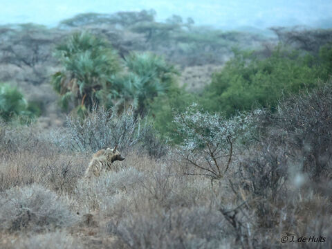 Samburu Stripped hyena