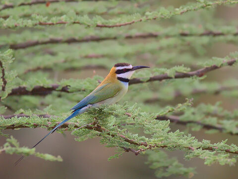 Samburu White throated bee-eater
