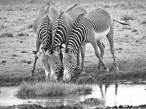 Samburu Grevy's zebra