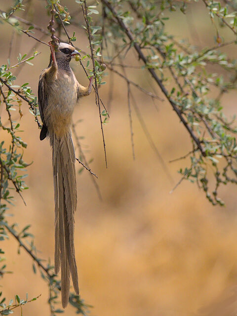 Samburu White-headed Mousebird