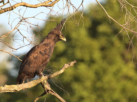 Samburu Long-crested Eagle
