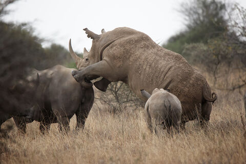 Nairobi national park Mating white rhinos