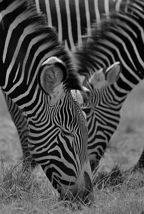Samburu Grevy's zebra