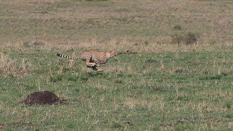 Masaï Mara Guépard en chasse