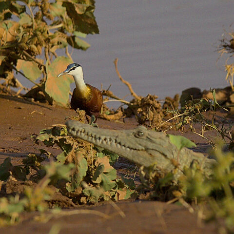 Samburu Nile crocodile and african jacana