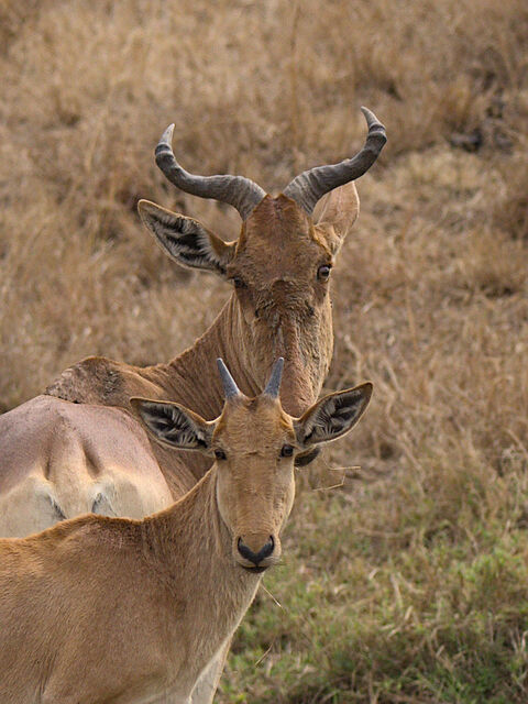 Masaï Mara Hartebeest