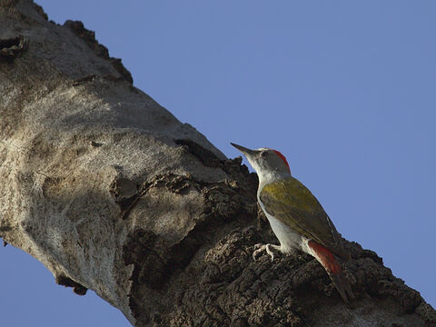 Samburu Grey woodpecker