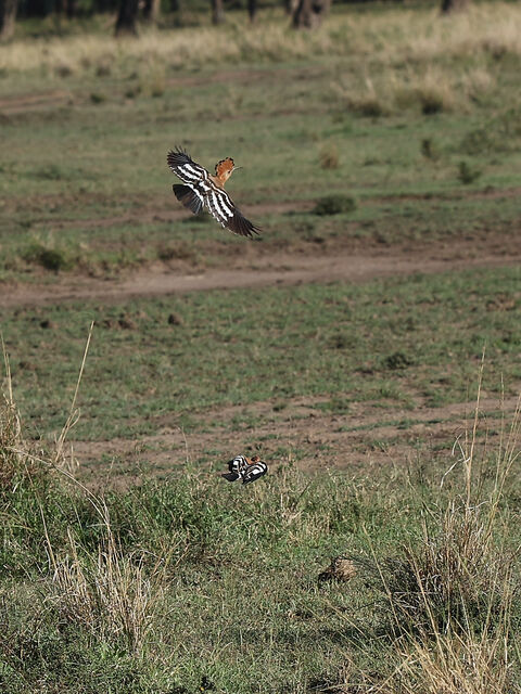 Masaï mara African hoopoe
