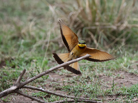Masaï mara Little bee-eater