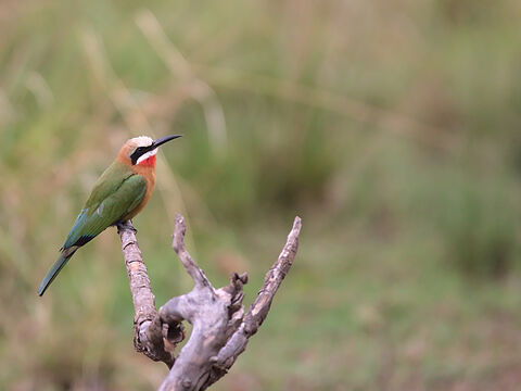  White fronted bee-eater