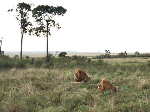 Masaï Mara Logol et Half-tail