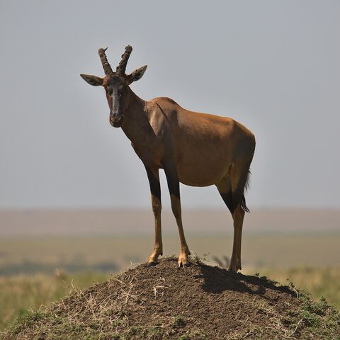 Masaï Mara Topi