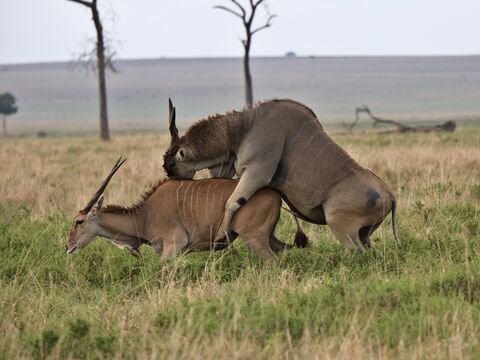 Masaï Mara Elans du cap en action..