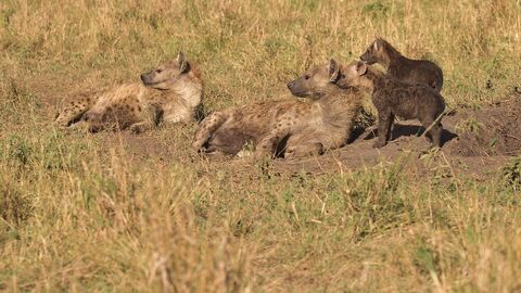 Masaï Mara Hyena and cubs