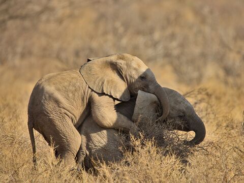 Samburu Les petits éléphants jouent à papa et maman....