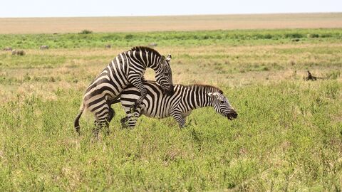 Masaï Mara Mating zebras