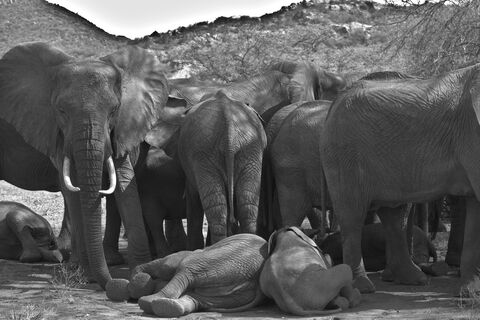 Samburu Elephantes and calves at siesta time