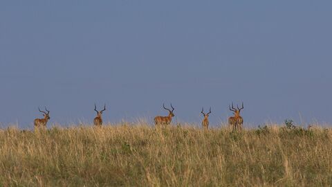 Masaï Mara Impalas