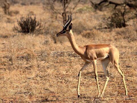 Samburu Samburu (ou antilope girafe)