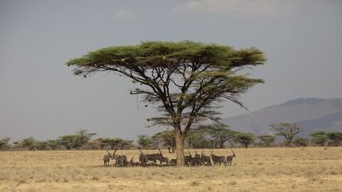 Samburu Beïsa Oryx