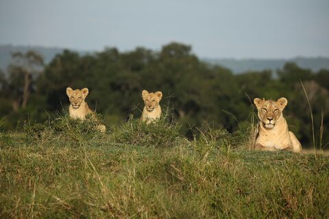 Masaï Mara 