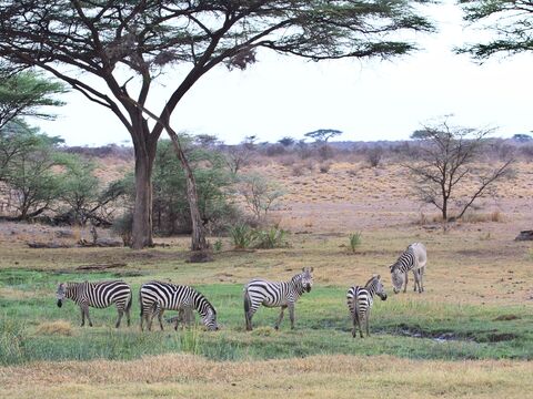 Samburu Zèbres de Grévy