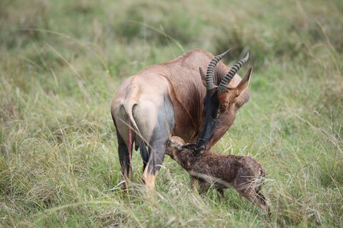 Masaï Mara Birth of a topi