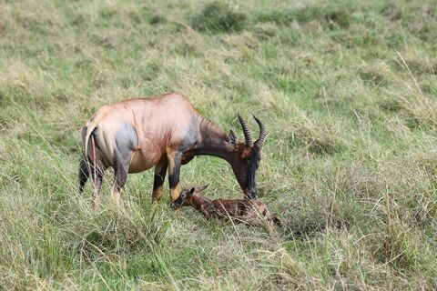 Masaï Mara Birth of a topi