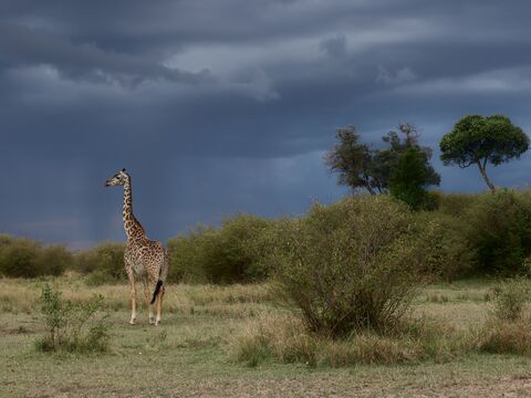 Masaï Mara Avant l'orage