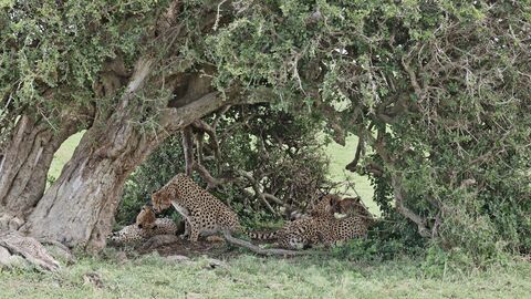 Masaï Mara La sieste...