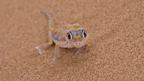  Gecko palmé du Namib