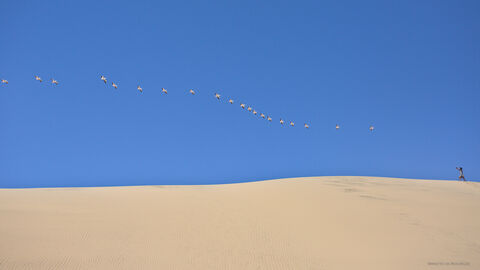  Flight of pelicans aboves de dunes of Sandwich Harbour