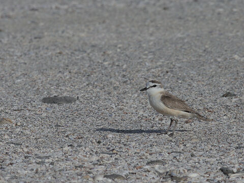  White fronted plover