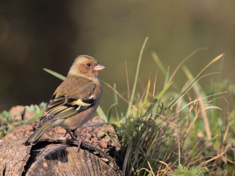  Common Chaffinch