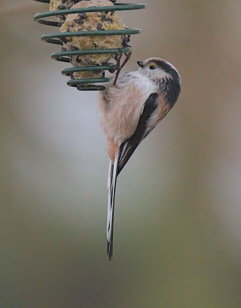  Long-tailed Tit