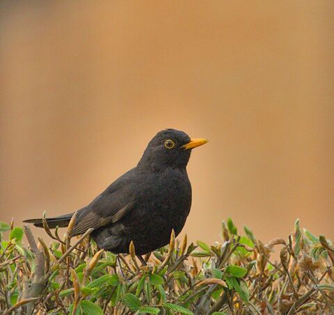  Common Blackbird