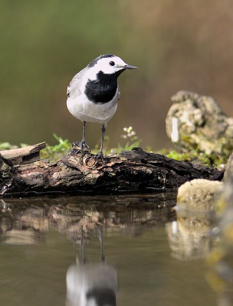  White Wagtail