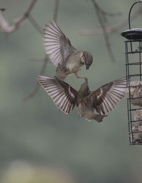  House Sparrowsfight
