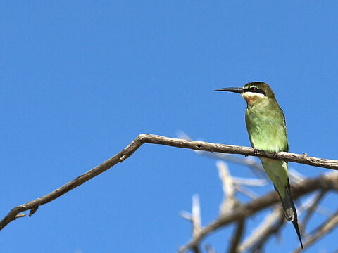  Blue-cheecked bee-eater