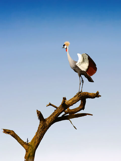  Black-crowned crane